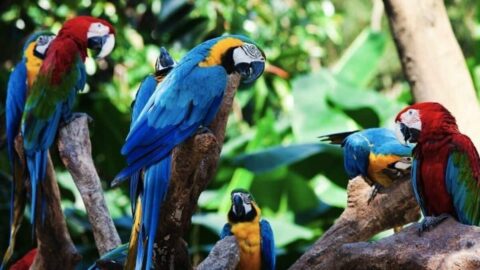 Loro Park Tenerife
