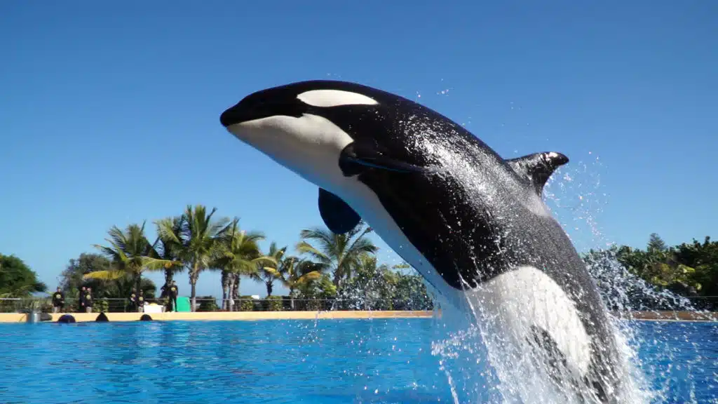  Loro Park delfin show