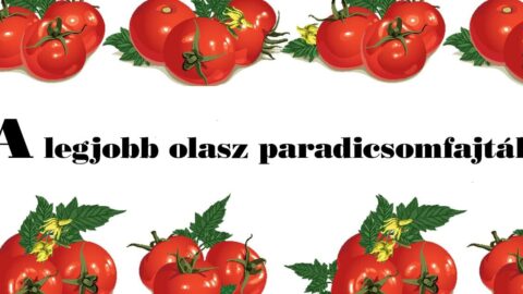 A legjobb olasz paradicsomfajtak