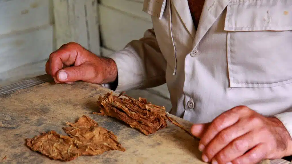 Kubai szivar tortenete