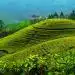 Teaultetvenyek Nuwara Eliya