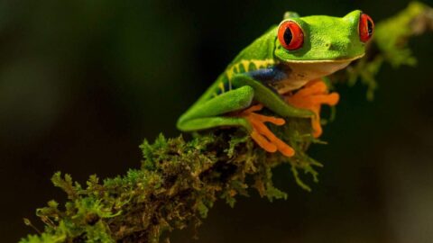 Tortuguero Nemzeti Park Costa Rica utazas