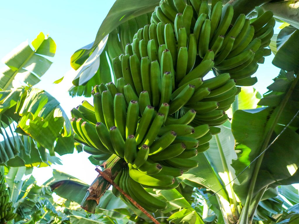 Kanári-szigeteki banán