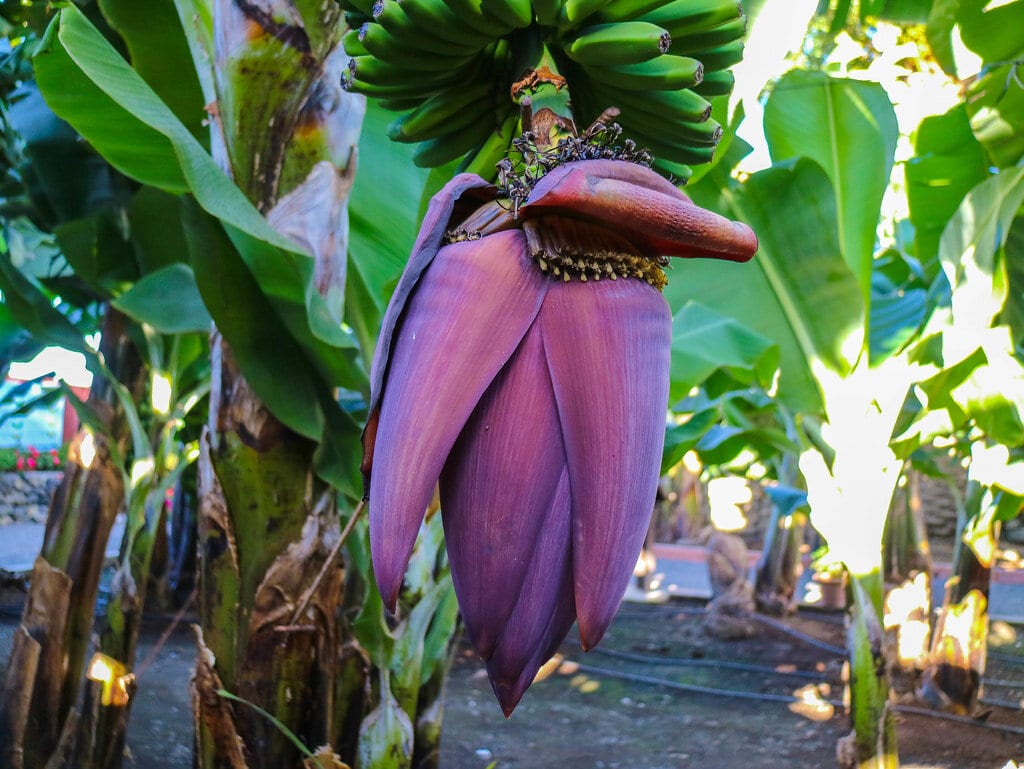 Kanári-szigeteki banán