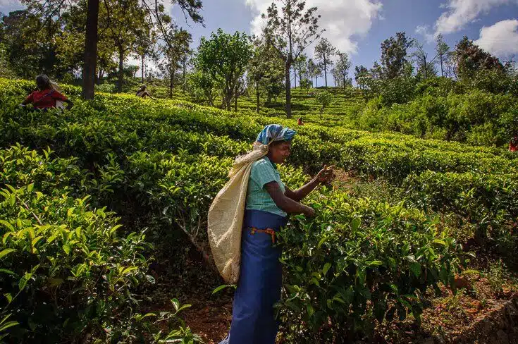 sri-lanka-tea-szedes