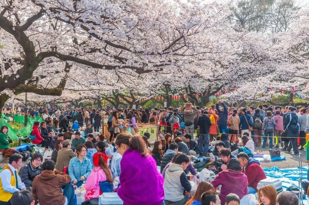 Japán Cseresznyevirágzás Fesztivál