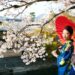 japan-sakura-fesztival