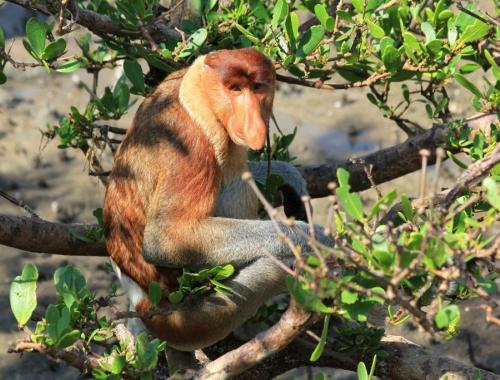 bako-nemzeti-park-borneo-majom