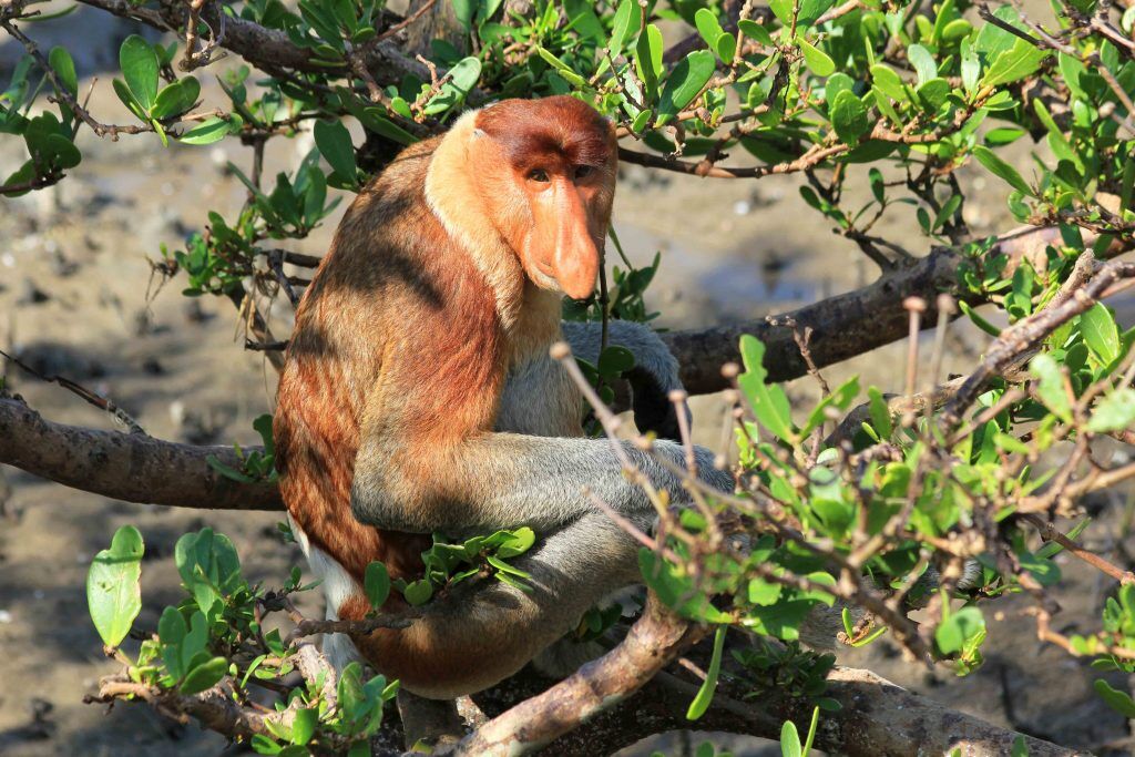bako-nemzeti-park-borneo-majom