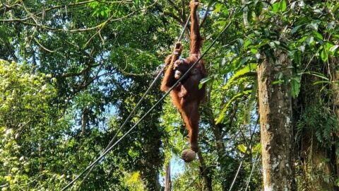 borneo-semenggoh-termeszetvedelmi-terulet