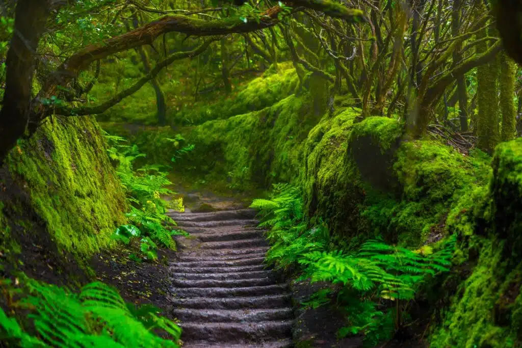 Mercedes-erdo-Tenerife-La-Laguna-kirandulas-magyarul