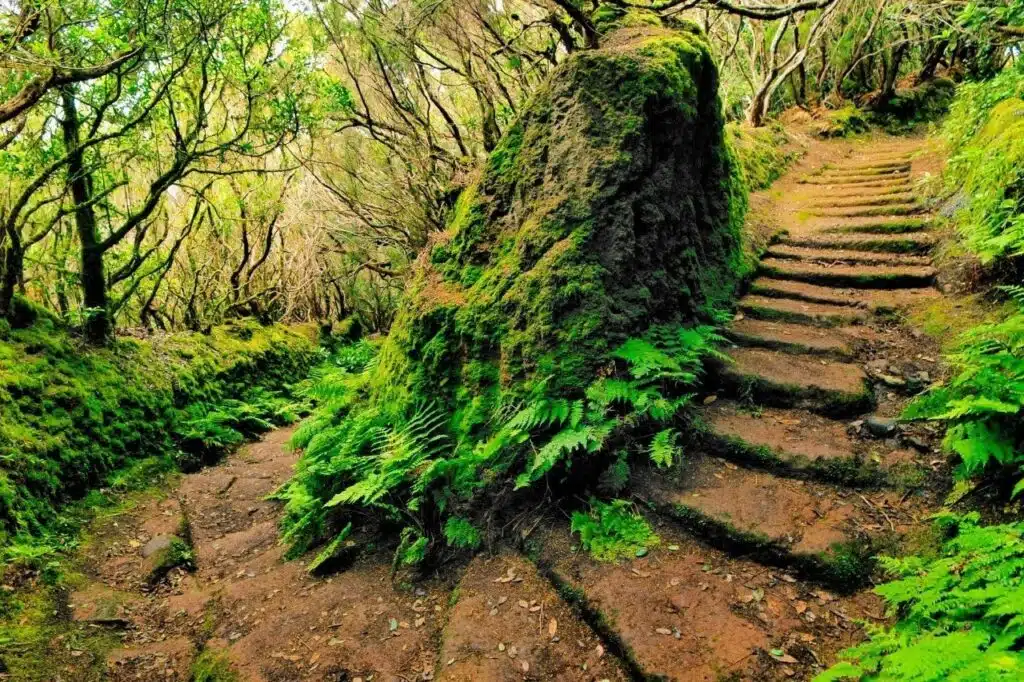 Mercedes erdő kirándulás