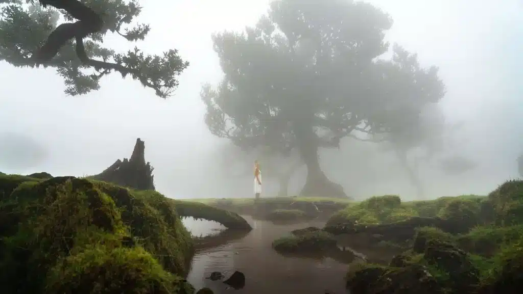 Fanal erdő Madeira