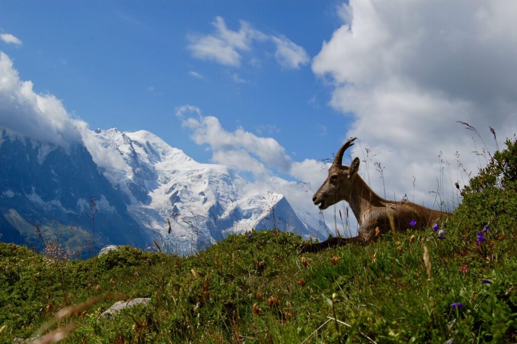 Chamonix gyalogtúrák Mont Blanc