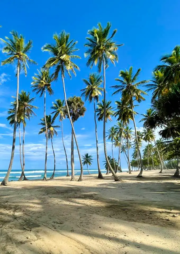 Dominikai Köztársaság körutazás kókusz