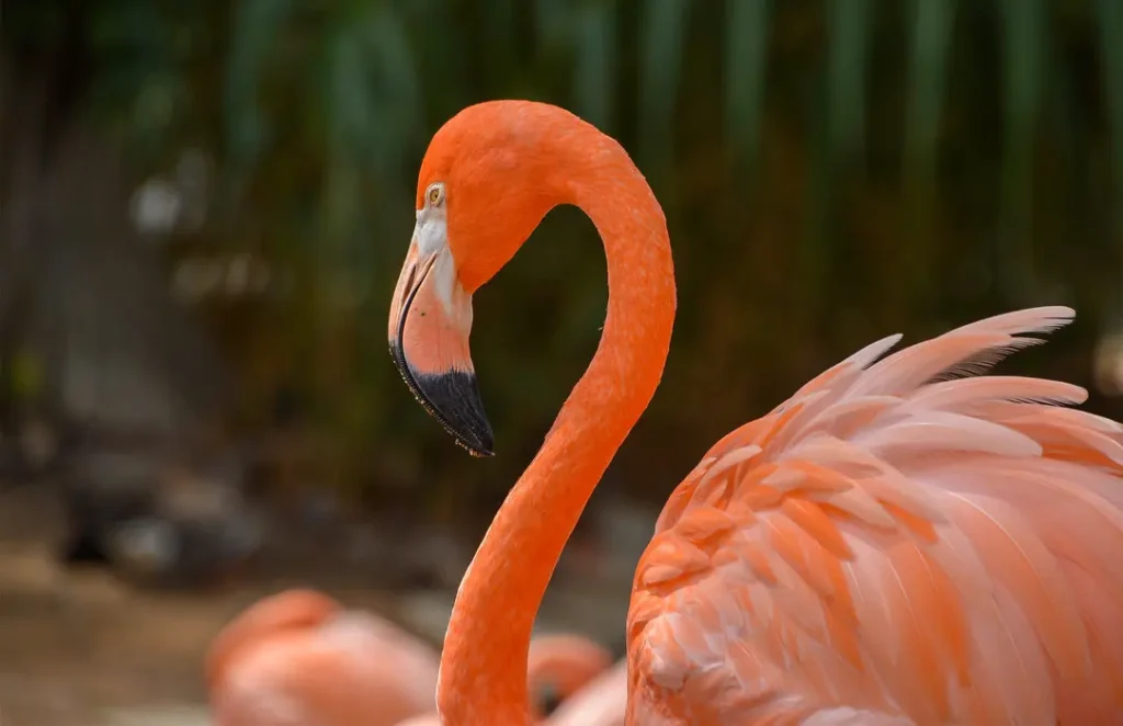 Dominikai Köztársaság körutazás flemingó