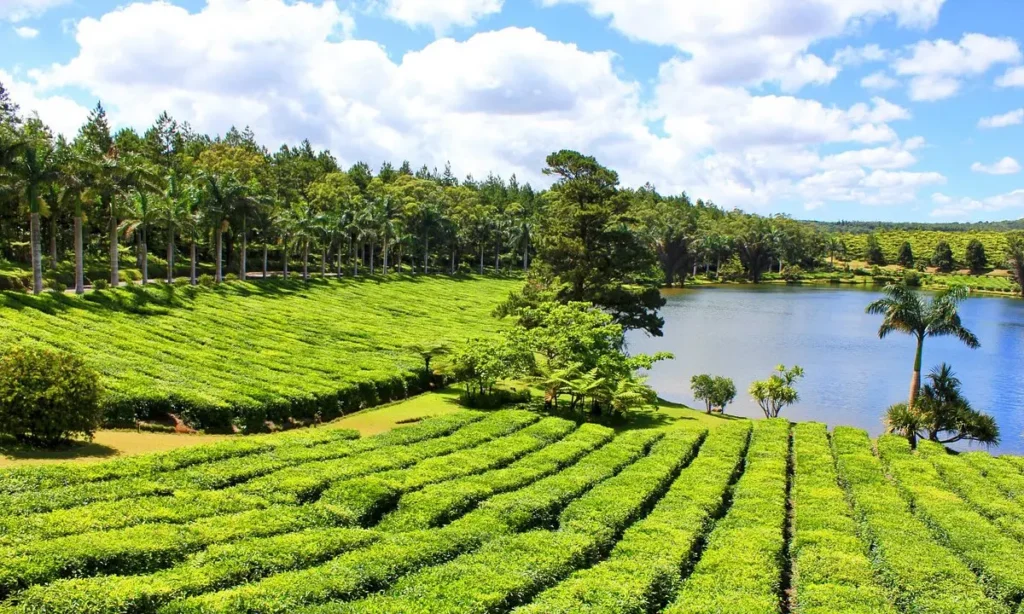 Mauritius körutazás teaültetvény