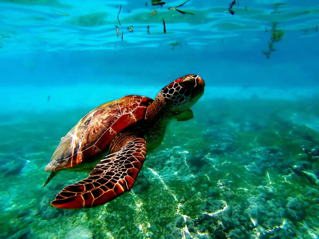 Mauritius körutazás teknős