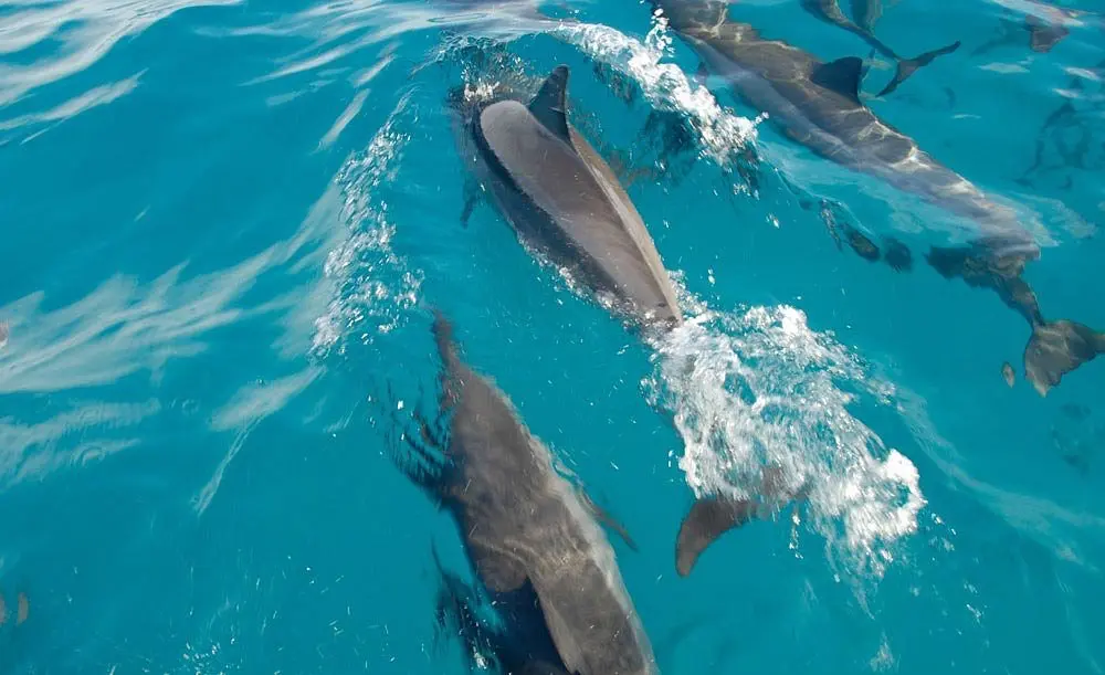 Mauritius körutazás delfin