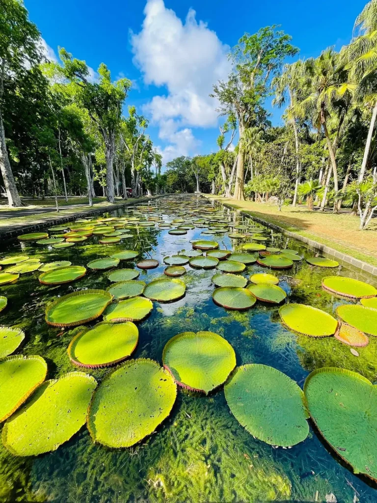 Mauritius körutazás botanikus kert