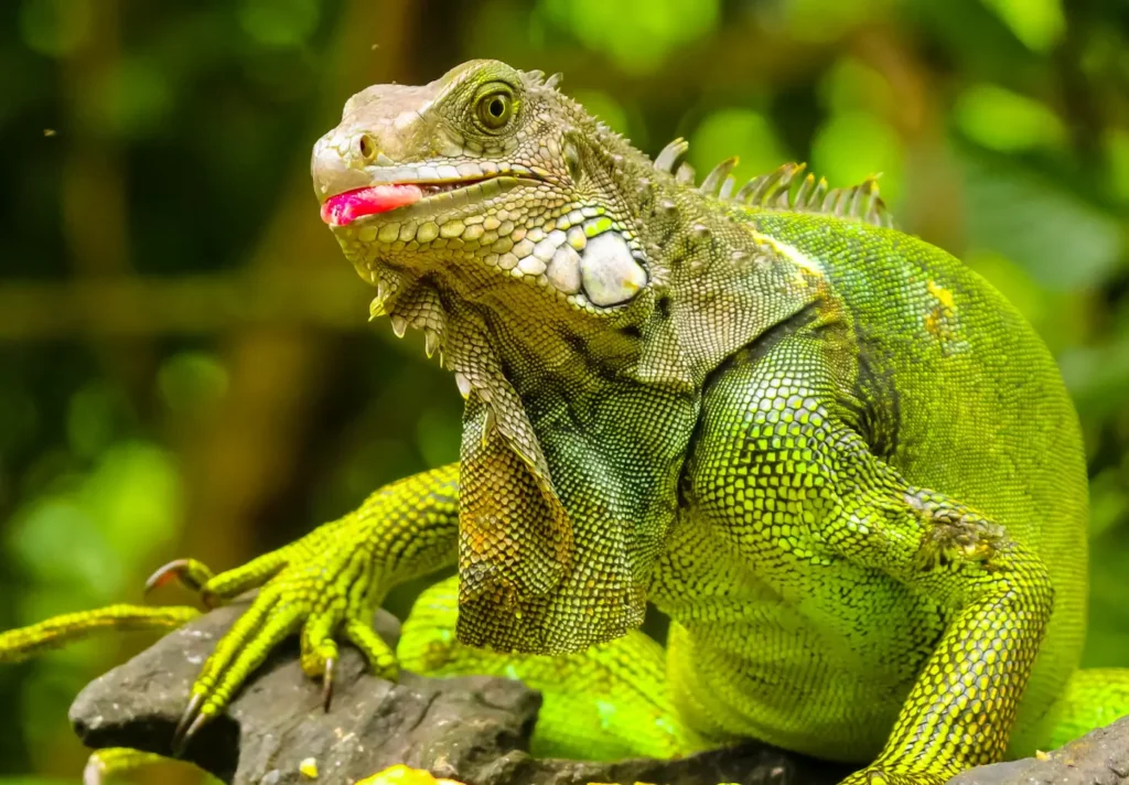 Costa Rica körutazás 2027