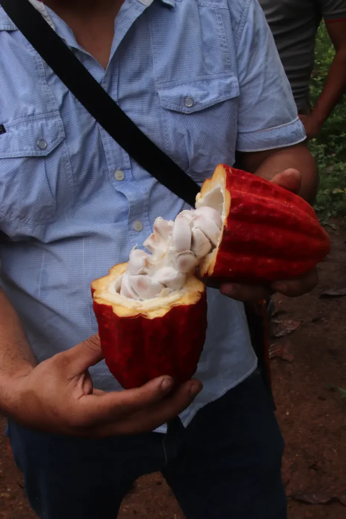 Costa Rica körutazás kakófarm
