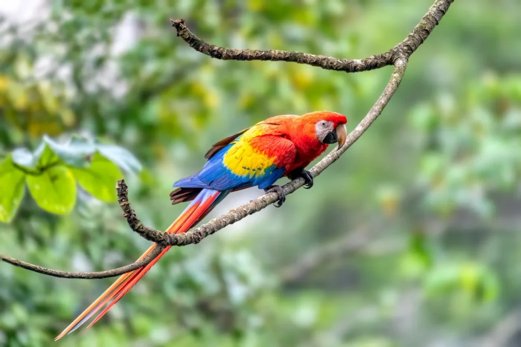 Costa Rica körutazás papagáj