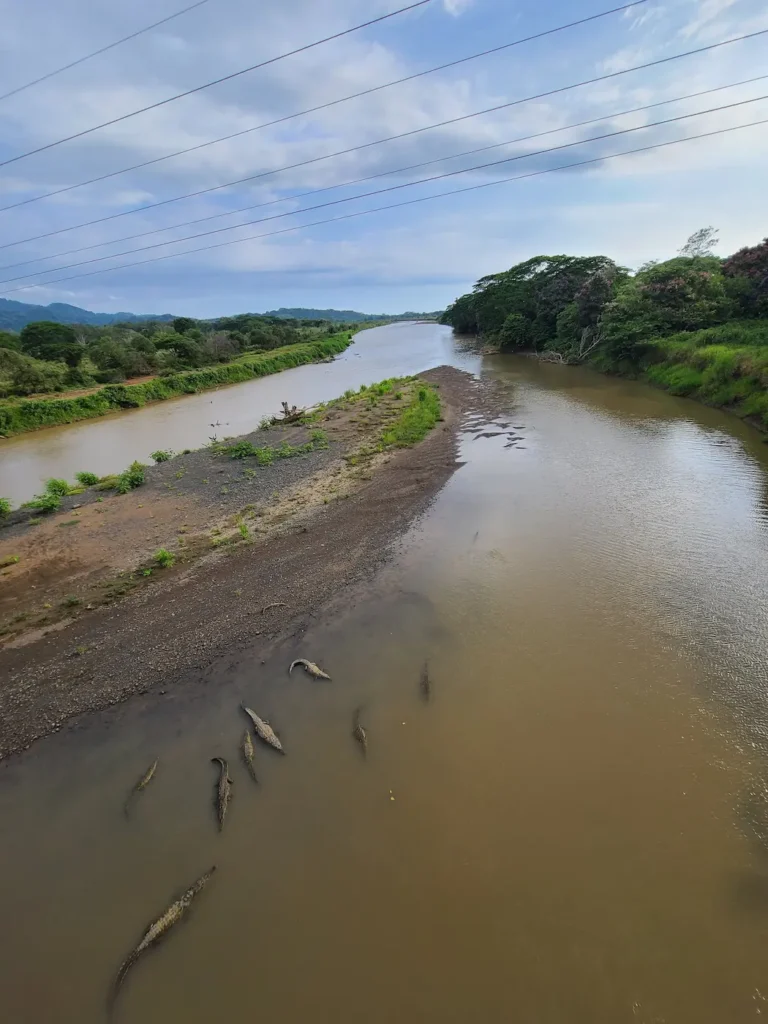 Costa Rica körutazás krokodil